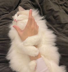 a white fluffy cat is being held up by a person's hand on a bed