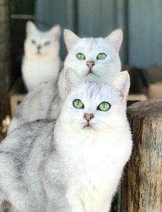 two grey and white cats with green eyes