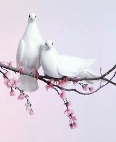 two white birds sitting on top of a branch with pink flowers in the foreground