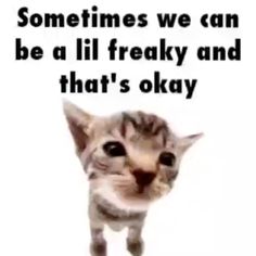 Cats Being Friends, Cat Memes Cute, Send To Your Friend, Meme Cats, Funny Cat Meme, Silly Kitties, Meme Cat, Funny Looking Cats, Cat Pfp