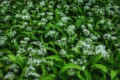 some very pretty white flowers in the grass