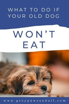 a small brown dog laying on top of a floor next to a blue sign that says, what to do if your old dog won't eat