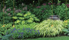 a garden with lots of green plants and purple flowers