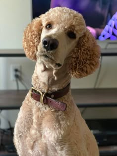 a poodle sitting in front of a tv with its head turned to the side