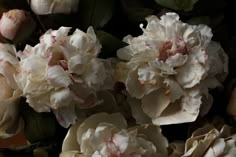 some white and pink flowers with green leaves