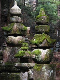 moss covered rocks in the middle of a forest