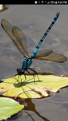 a blue and black dragonfly sitting on top of a lily pad in the water