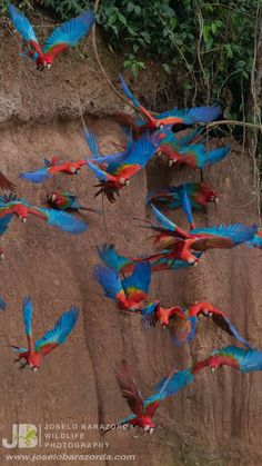 many colorful birds are flying in the air