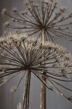 two dandelions are shown in front of a gray background with light coming from the top