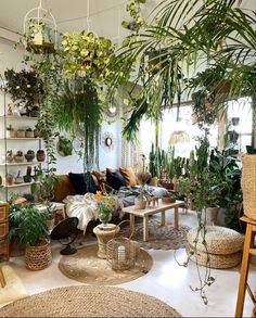 a living room filled with lots of plants and furniture