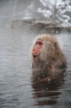 a snow monkey in the middle of a body of water with it's mouth open