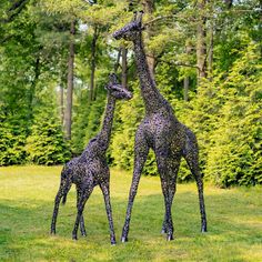 two giraffes standing next to each other on a lush green field with trees in the background