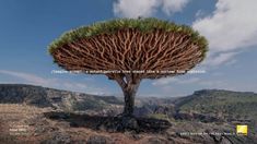 a large tree on top of a hill with lots of grass growing out of it