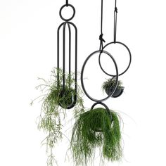 two hanging planters with plants in them and one has grass growing out of it