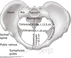 the anatomy of the pel girdum and its major functions in human body