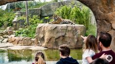 people looking at a tiger laying on top of a rock in an enclosure with water