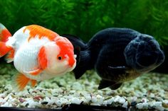 two gold and white fish in an aquarium