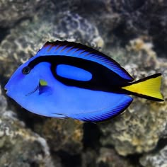 a blue and yellow fish is swimming in the water near some corals on the ocean floor