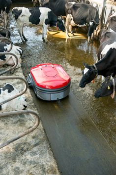 a group of cows drinking water out of a red and black container on the ground