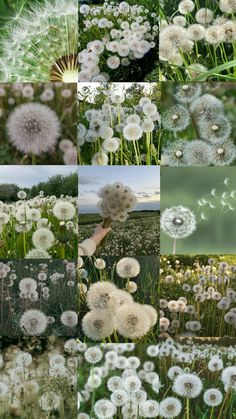 a collage of dandelions and other flowers