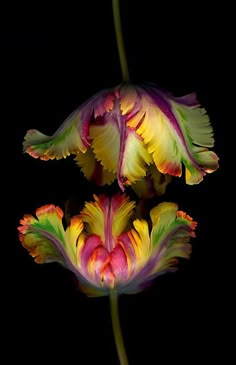 two colorful flowers are reflected in the water on a black background, with one flower still blooming