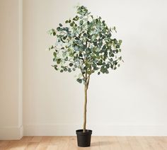 a potted plant with green leaves in it on a wooden floor next to a white wall