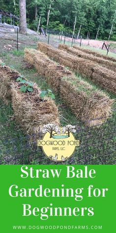 straw bale gardening for beginners