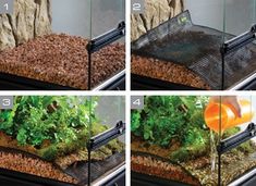 four different stages of growing plants in a fish tank with water flowing from the top and bottom