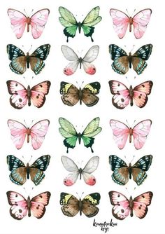 a bunch of butterflies with different colors on them