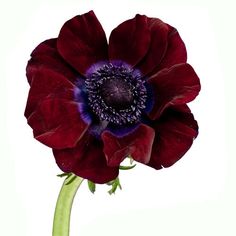 Burgundy anemones are a delicate flower with a dark center and beautiful jewel-toned petals. These work beautifully to add a touch of rich color to your arrangements and to overall soften any arrangement. *See care instructions on Flower Care page* Jewel Tone Wedding Flowers, Fall Barn Wedding, Dark Purple Flowers, Jewel Tone Wedding, Winter Wedding Flowers, Dark Flowers, Anemone Flower, Flower Care, Burgundy Flowers