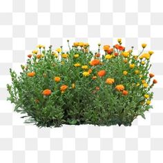 an orange and yellow flower bush on a white background, with green leaves in the foreground