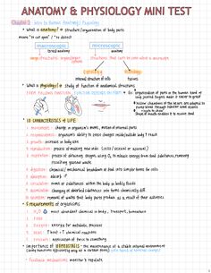 the anatomy and physiollogy mini test is shown in this handwritten diagram