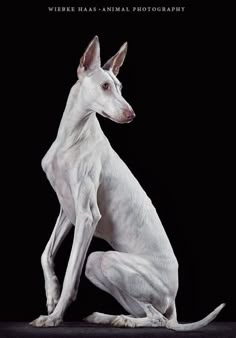 a white dog sitting on top of a black floor in front of a black background