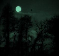 two birds flying in the sky at night with trees and moon lit up behind them