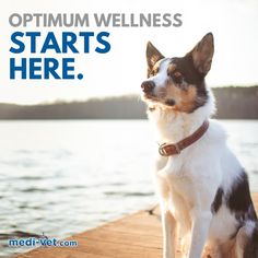 a dog sitting on a dock with the caption optimium wellness starts here