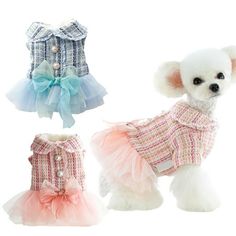 three small dogs dressed up in clothes