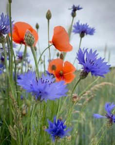 some blue and orange flowers in the grass