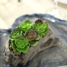 small succulents are growing out of a piece of driftwood