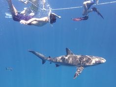 several people swimming in the water with sharks