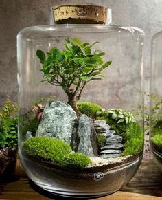 a bonsai tree in a glass jar filled with rocks and moss on a wooden table