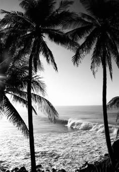 black and white photograph of palm trees on the beach with ocean in background at sunset