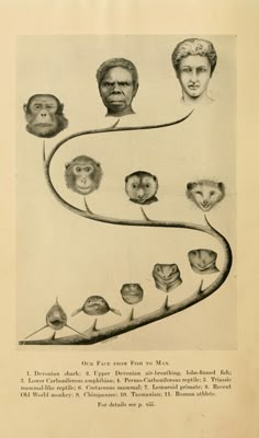 an old book with pictures of people's heads and faces on it, including monkeys