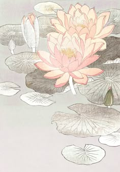 a drawing of water lilies and lily pads