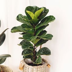 a potted plant sitting on top of a wooden table next to a basket filled with plants