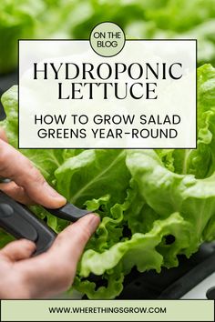 Hydroponic Lettuce: How to Grow Salad Greens Year-Round Planting Lettuce, Healthy Greens