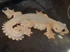 a gecko is laying on the floor next to its owner's feet and head