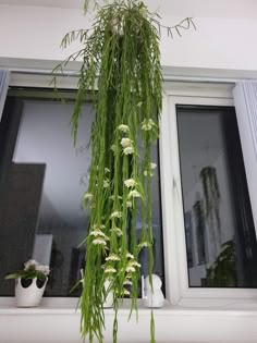 a plant hanging from the side of a window sill