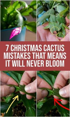 some plants that have been cut in half and the words 7 christmas cactuses makes that means it will never bloom