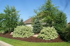 some bushes and trees in front of a house