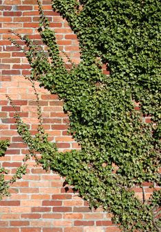 an ivy growing up the side of a brick wall